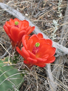 Echinocereus spp.